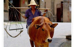 开立！果洛市车牌靓号代选黄牛“按科采”