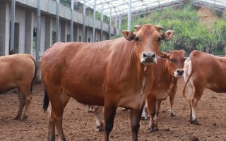 池州选车牌可以找黄牛吗，车牌靓号现在还能买吗